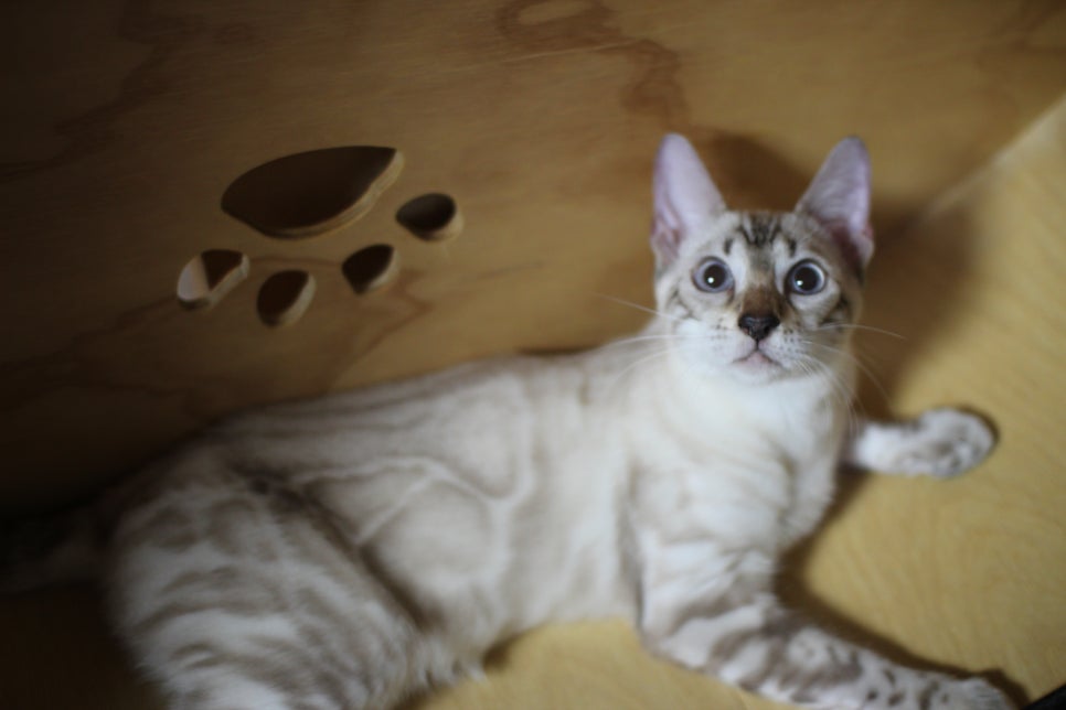 뱅갈고양이 키퍼 아이들 건강히 잘크고 있어요~ 관련 이미지 5