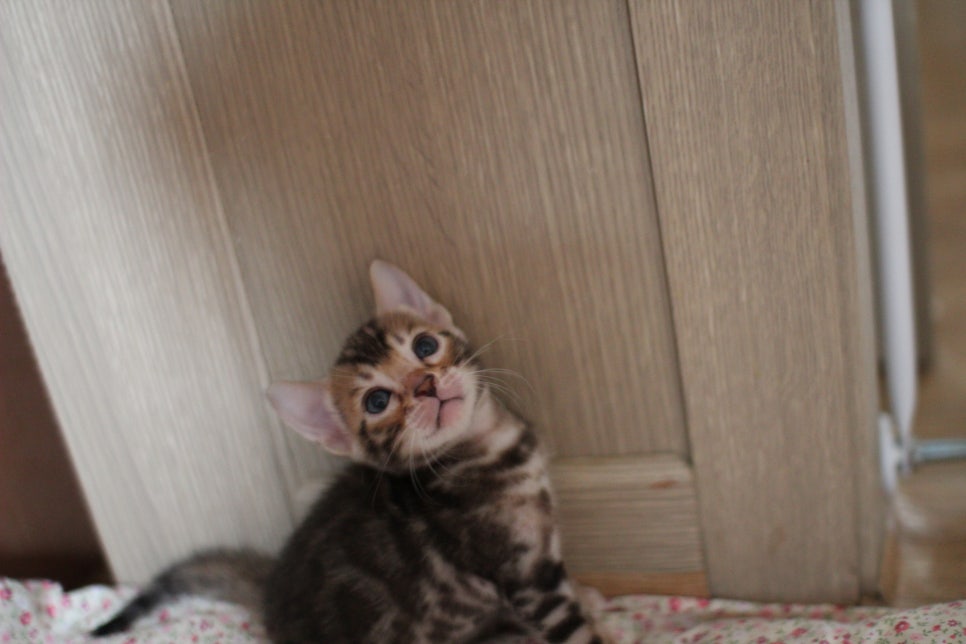 클라우드 로젯이 멋진 브라운 뱅갈고양이 여아 분양해요~ 관련 이미지 1