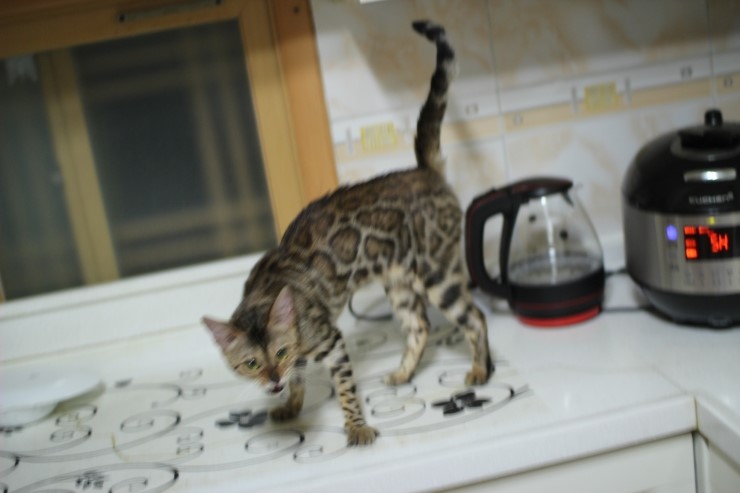 뱅갈고양이 여아 리엔 입니다~ 관련 이미지 4