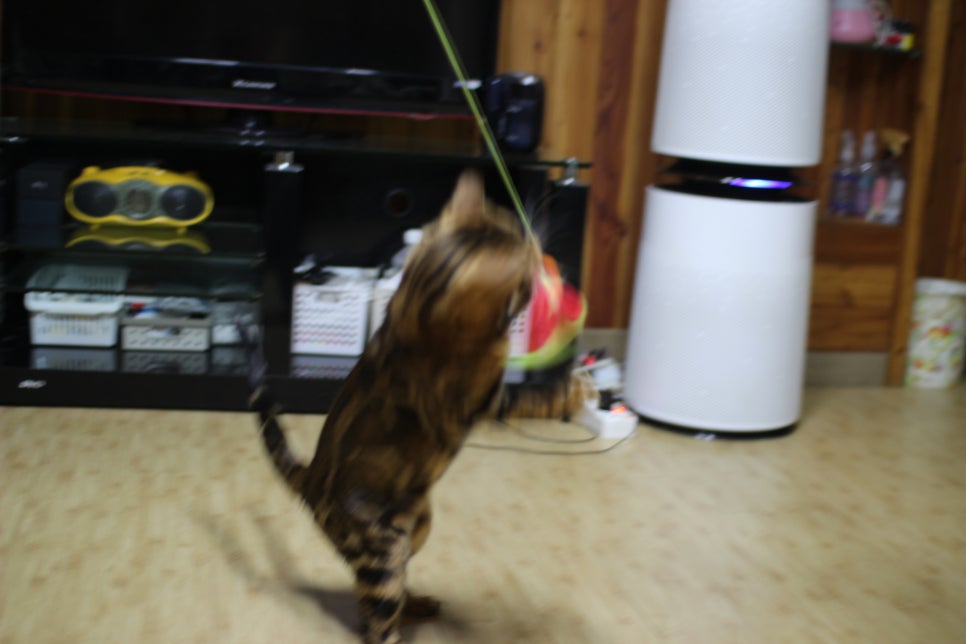 스파블 뱅갈고양이 블랙홀 오랜만에 한컷~ 관련 이미지 3