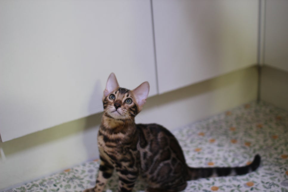 뱅갈고양이 분양중인 아이들~ 관련 이미지 6