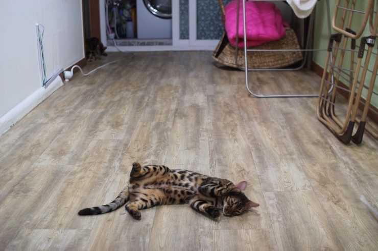 뱅갈고양이,뱅갈고양이분양, 링컨이한테 삐진 스노우뱅갈 꼬맹이 초아~~~ 관련 이미지 1