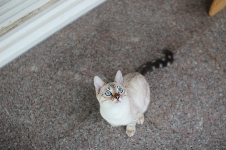 실링스 스노우 뱅갈고양이 링돌이 사진 및 동영상 입니다~ 관련 이미지 9