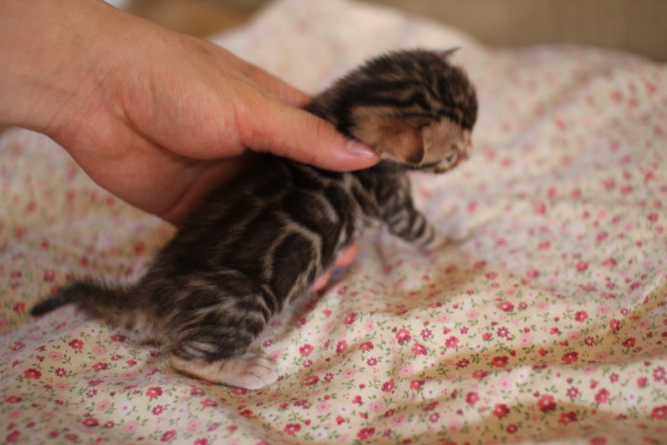 브라운뱅갈고양이 여아 분양해요~ 관련 이미지 4