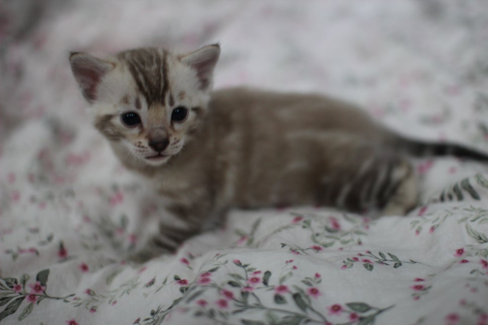 포동포동 성격좋은 건강한 실밍크뱅갈고양이 남아 분양해요~ 관련 이미지 5