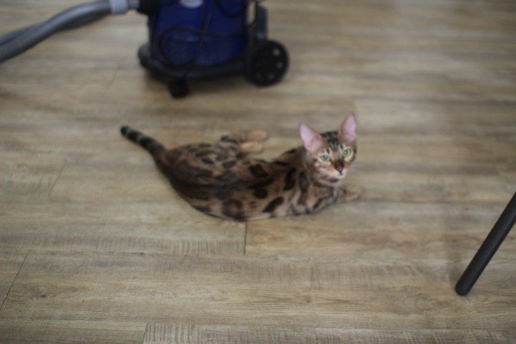 뱅갈고양이/벵갈고양이 아이들의 일상^^ 관련 이미지 5