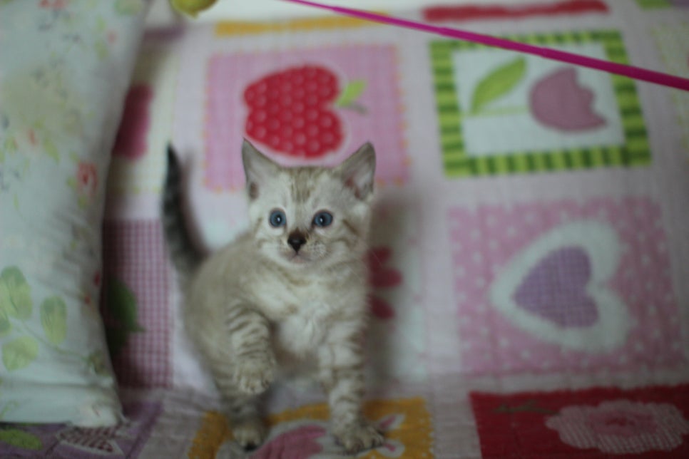 실밍크 뱅갈고양이 동글이예요. 관련 이미지 3