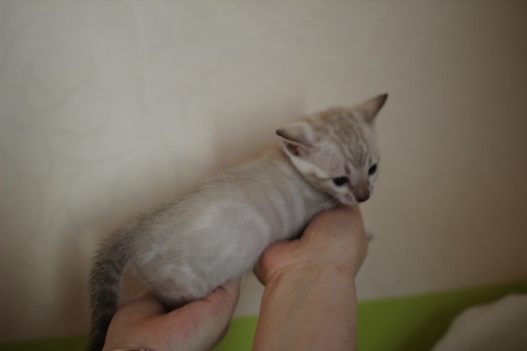 뱅갈고양이 분양 그냥 지나칠수 없을걸? 관련 이미지 25