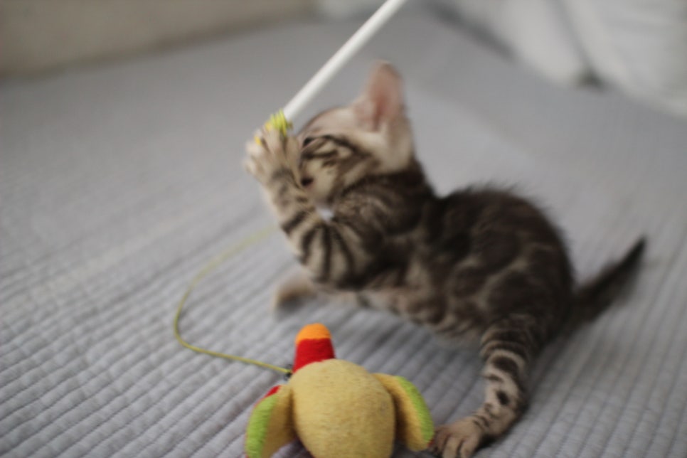 실버뱅갈고양이 여아 완전 깜찍,이쁜이로 크고 있어요~ 관련 이미지 4