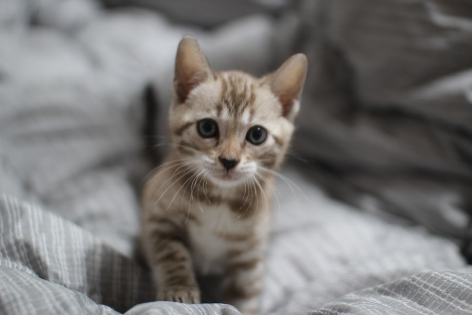 실밍크뱅갈고양이 여아 드림이 분양합니다~ 관련 이미지 1