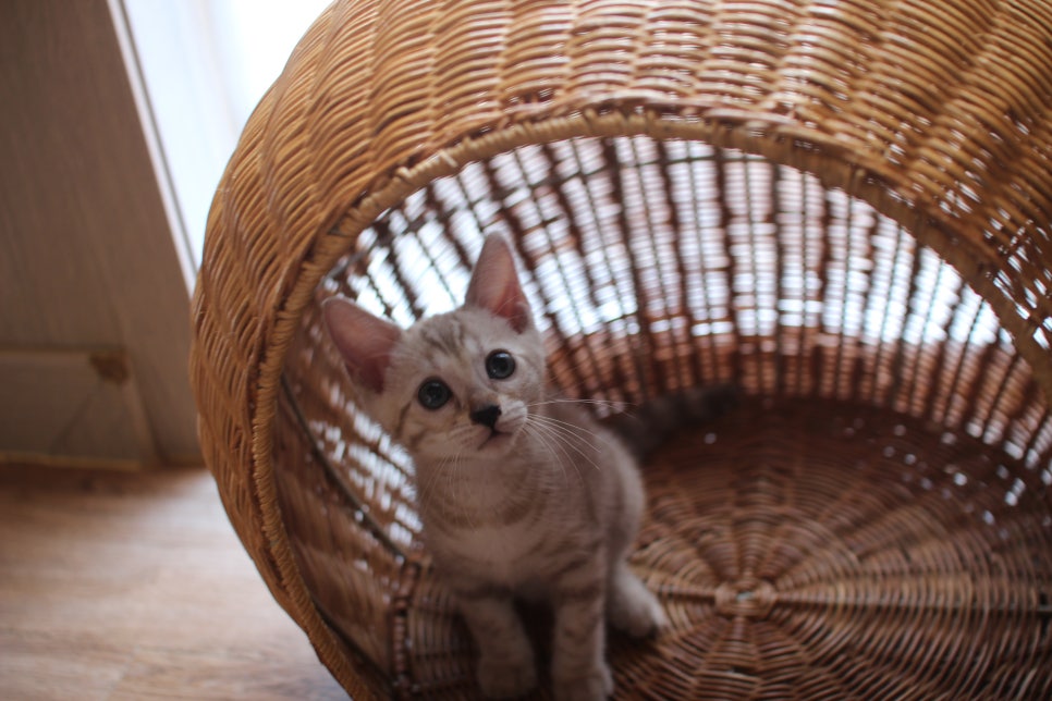 뱅갈고양이분양 진정한 개냥이란 관련 이미지 19