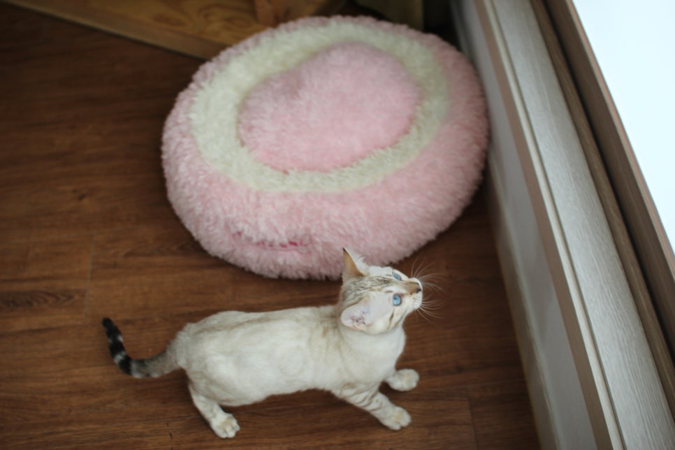 골골송 대마왕 스노우뱅갈고양이 여아 분양해요~ 관련 이미지 2