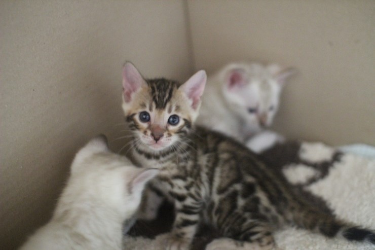 뱅갈고양이 꼬맹이들 많이 컸어요~ 관련 이미지 10