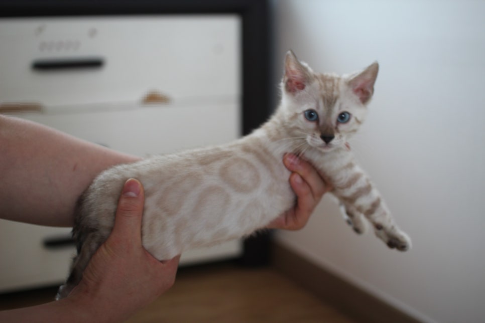 빅로젯 실밍크 뱅갈고양이 남아예요 관련 이미지 1