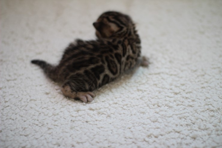 브라운 뱅갈고양이 여아예요~ 관련 이미지 1