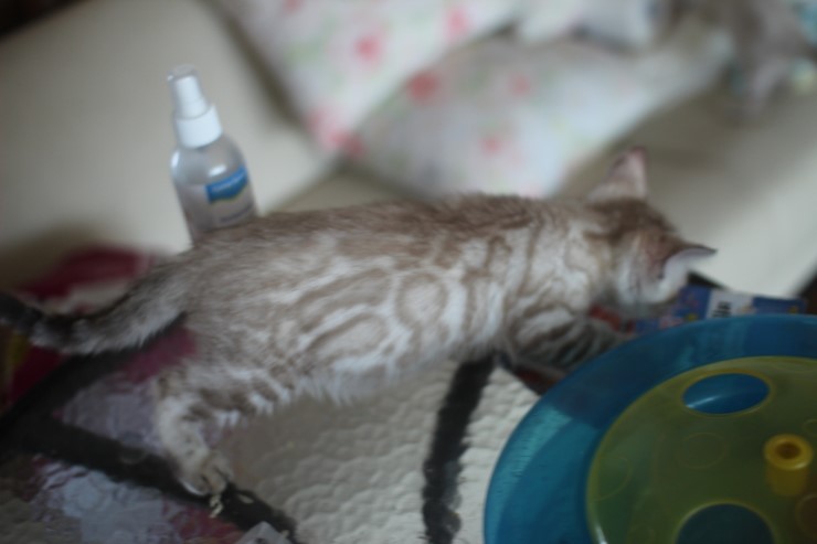 실밍크 클라우드 로젯 뱅갈고양이 남아예요~ 관련 이미지 1