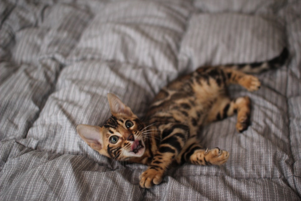 뱅갈고양이 장군이 분양 합니다 (오늘 모습) 관련 이미지 1