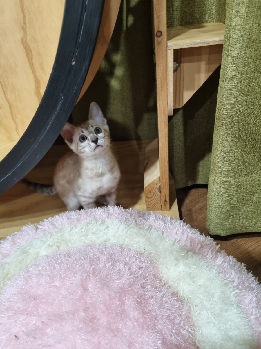 실밍크뱅갈고양이 남아 분양해요~ 관련 이미지 4