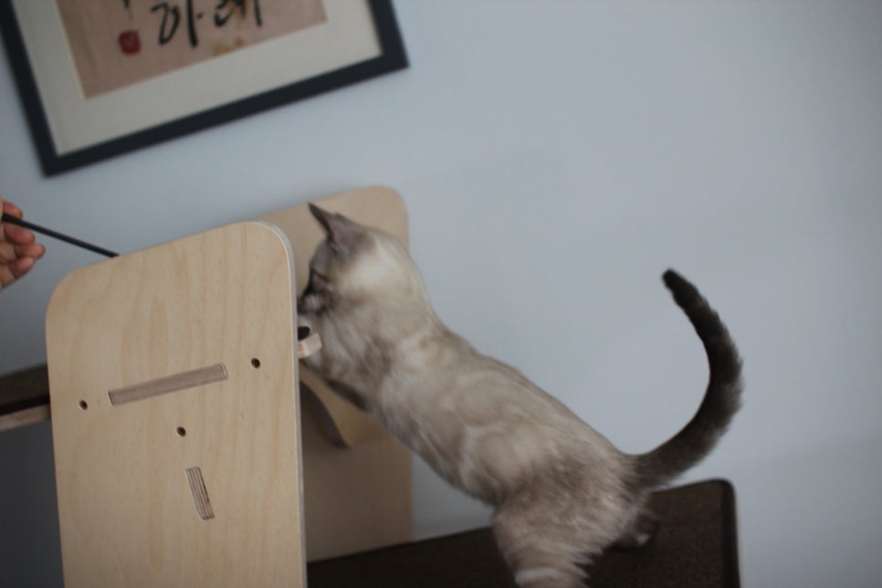 완전 강아지 같은 링스차콜 뱅갈고양이 남아 분양해여~ 관련 이미지 10