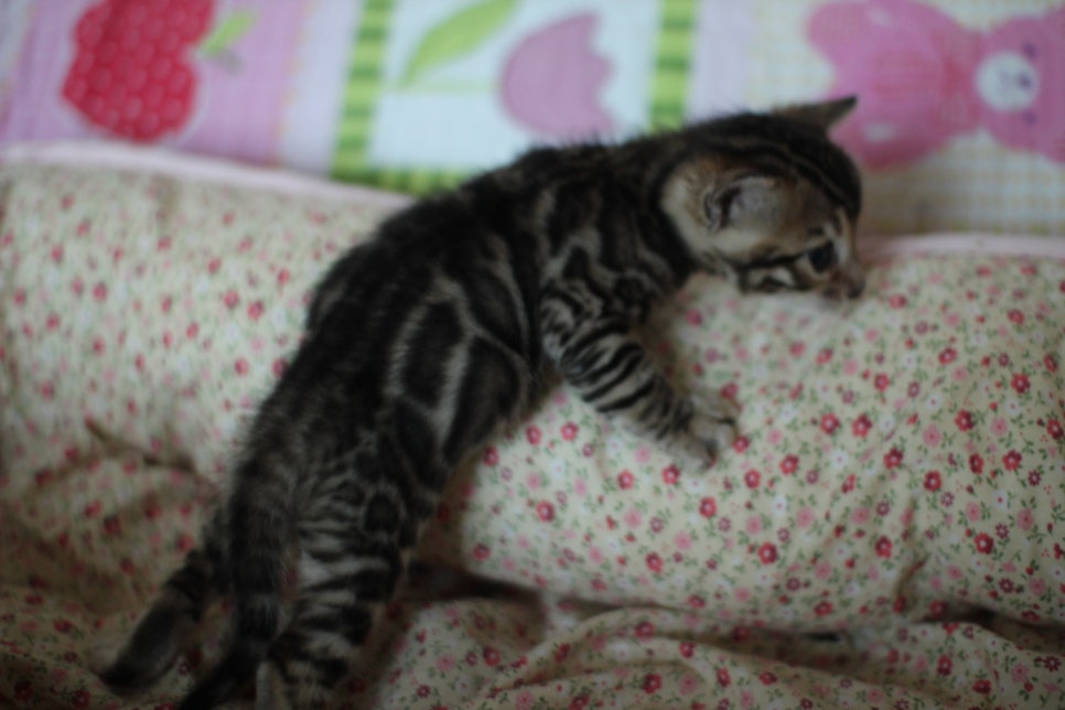 뱅갈고양이 꼬맹이들 사진전 ㅎㅎ 관련 이미지 15