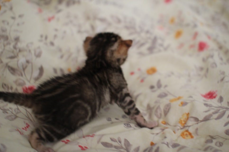 아가 뱅갈고양이 벌써부터 개냥이에 모습이~ 관련 이미지 17