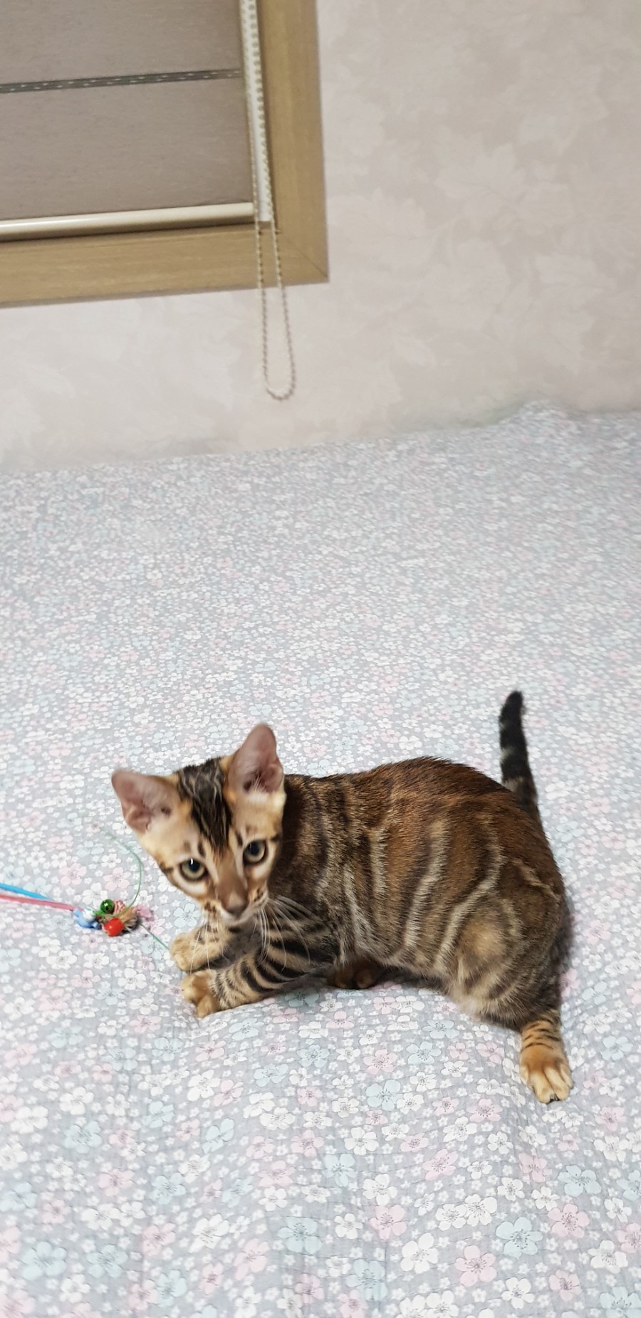 브라운 뱅갈고양이 여아 분양해요~ 관련 이미지 8