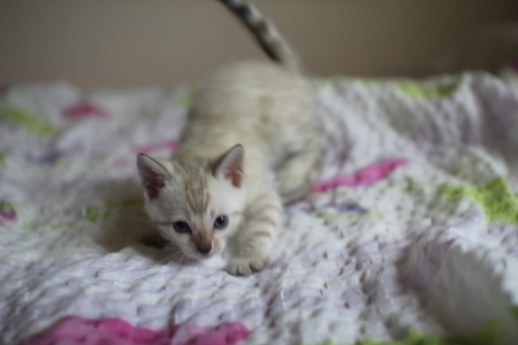 스노우 뱅갈고양이 흰둥이~ 관련 이미지 4