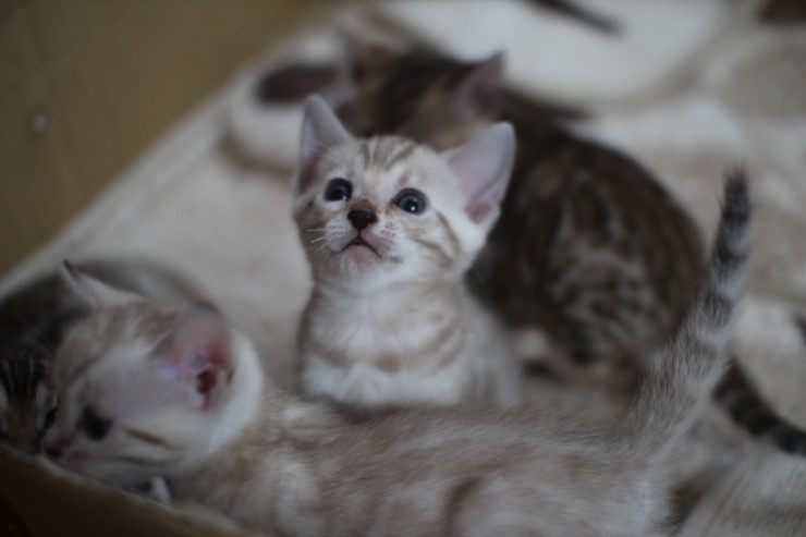 뱅갈고양이 6남매 꼬맹이들~ 관련 이미지 1