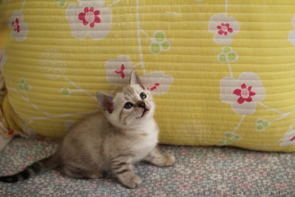 스노우뱅갈고양이 남아 분양해요~ 관련 이미지 1