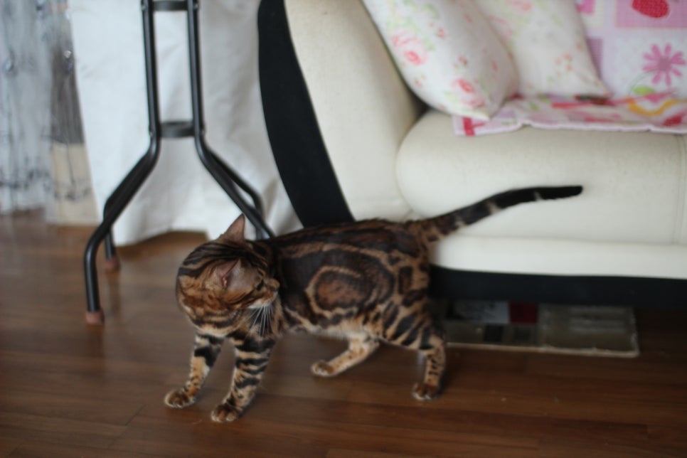 브라운 뱅갈고양이 남아 거실도 점령 했어요. 관련 이미지 11