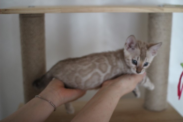 실밍크 뱅갈고양이 분양 남아 두아이 소개 합니다 관련 이미지 10