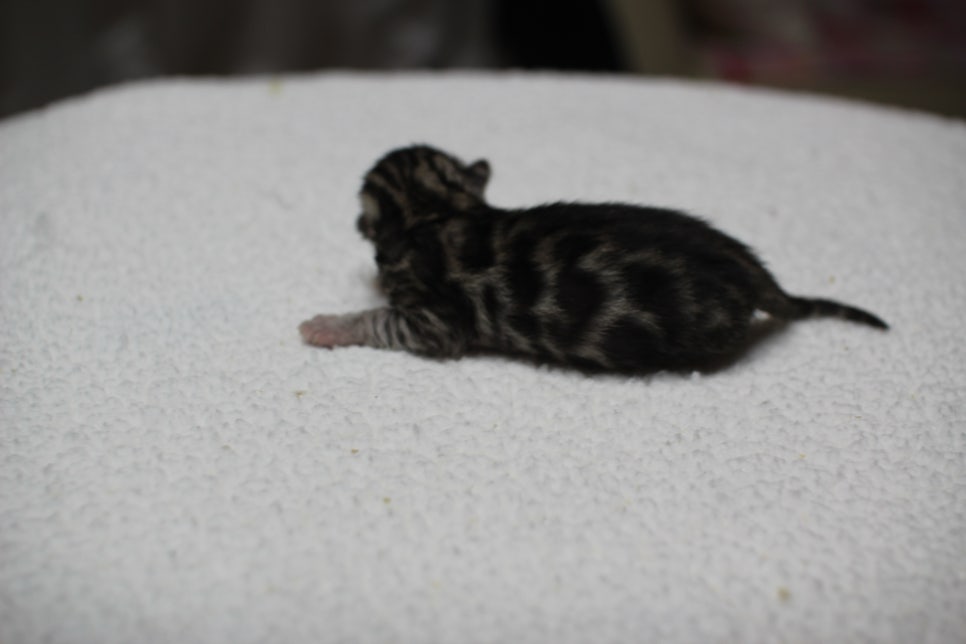실버뱅갈고양이 꼬물이들 입니다~ 관련 이미지 4