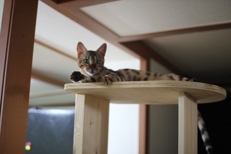 뱅갈고양이.저희집 뱅갈고양이들이예요^^ 관련 이미지 7