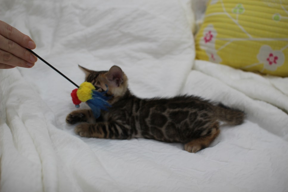 순둥이 개냥이 뱅갈고양이 남아5 분양해요~ 관련 이미지 9