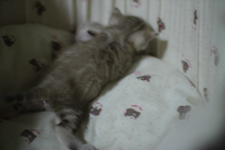 클라우드 로젯 실밍크 뱅갈고양이~ 관련 이미지 8