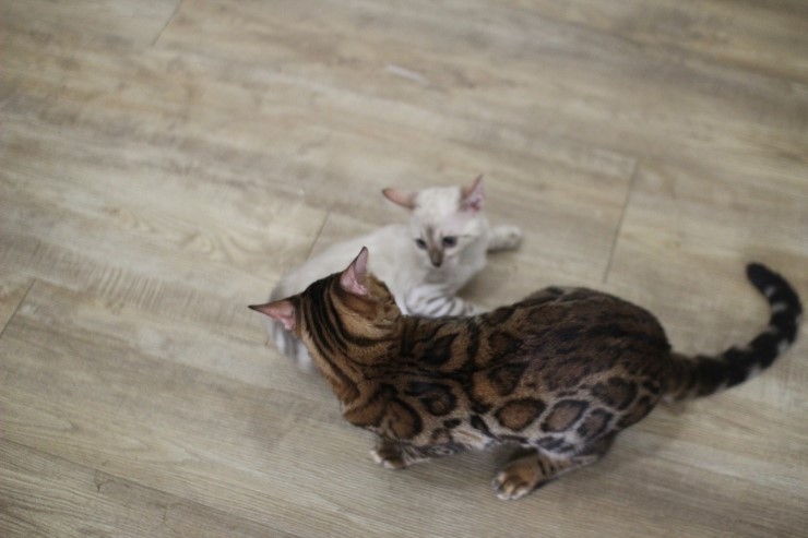 뱅갈고양이,뱅갈고양이분양,듬직한 신사 링컨이~~~ 관련 이미지 5