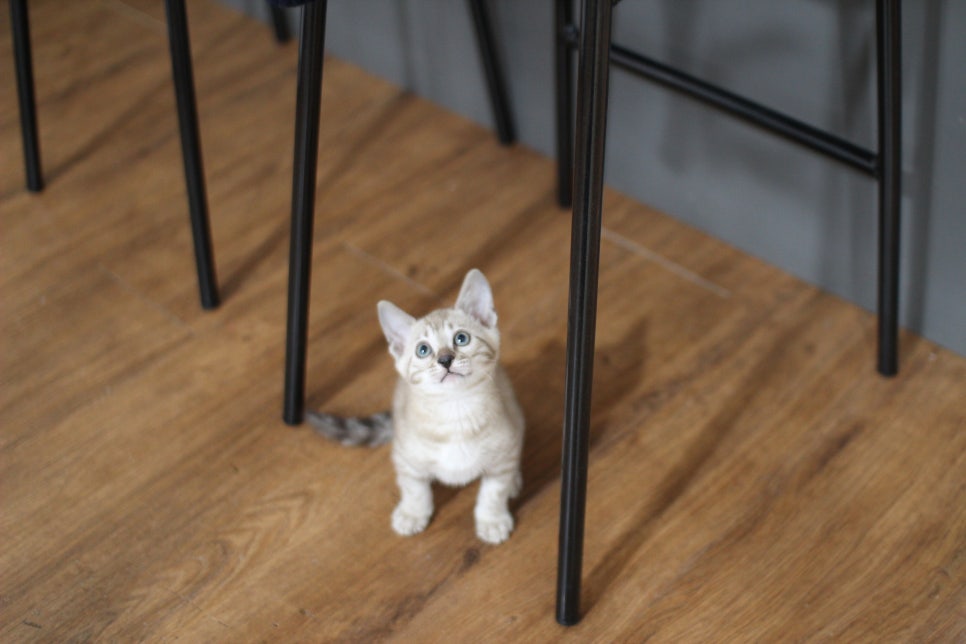 실밍크뱅갈고양이 남아 분양해요~~ 관련 이미지 5