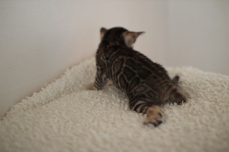 뱅갈고양이 꼬맹이 남아 ~~ 관련 이미지 4