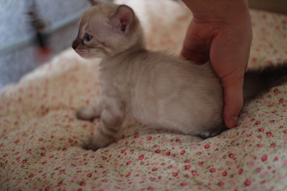 링스차콜 뱅갈고양이 남아 분양해요~ 관련 이미지 1
