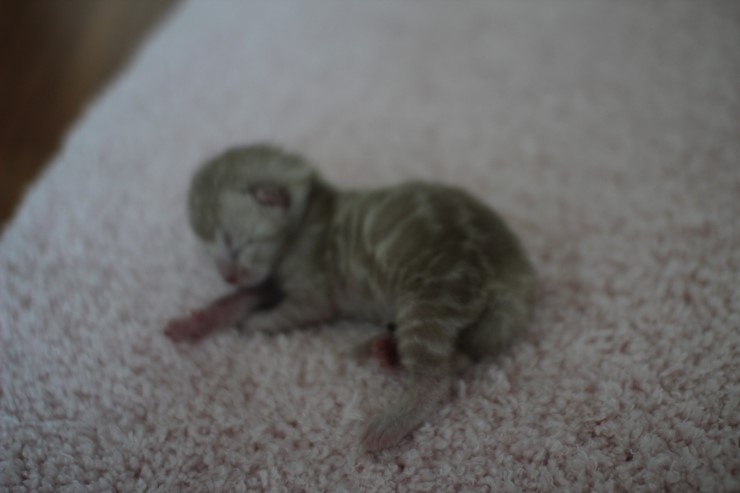 실밍크뱅갈고양이 꼬물이들 남매에요 관련 이미지 2