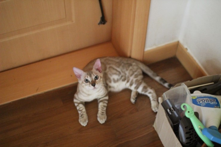 뱅갈고양이 아이들 사진 입니다~ 관련 이미지 1
