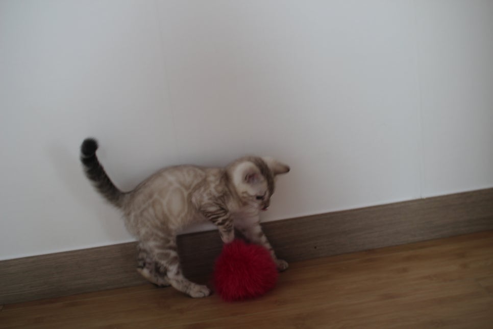 스노우뱅갈고양이 킹군이 숨바꼭질 놀이중 관련 이미지 10