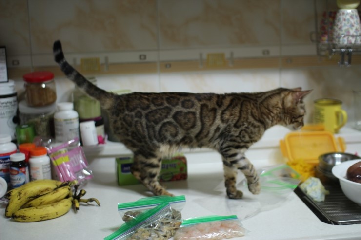 뱅갈고양이 여아 리엔과 영웅이예요~ 관련 이미지 10