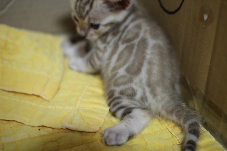 스노우 밍크 뱅갈고양이 남아예요~ 관련 이미지 13