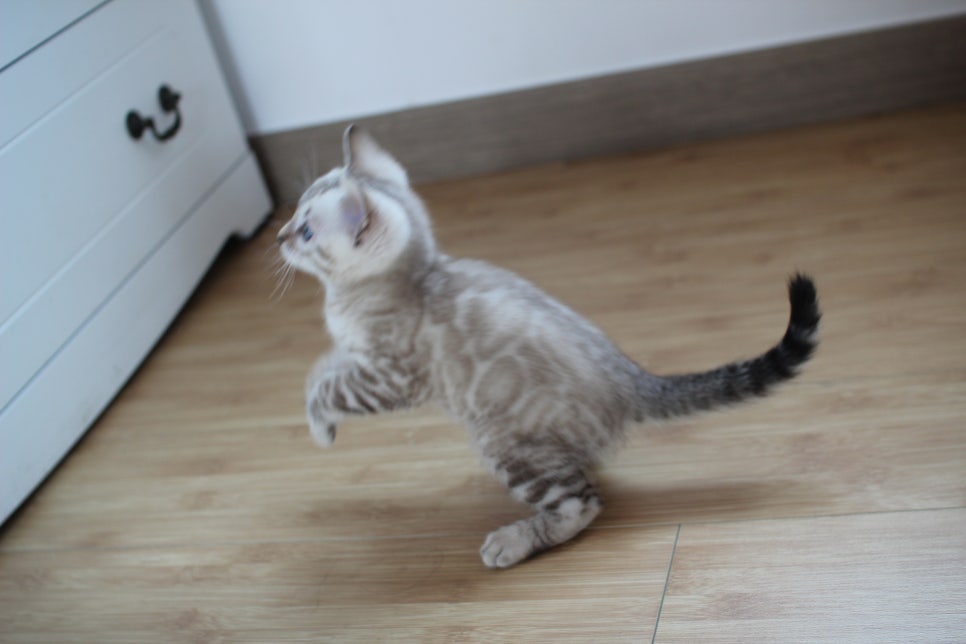 스노우뱅갈고양이 꼬맹이 신났네 신났어 관련 이미지 7