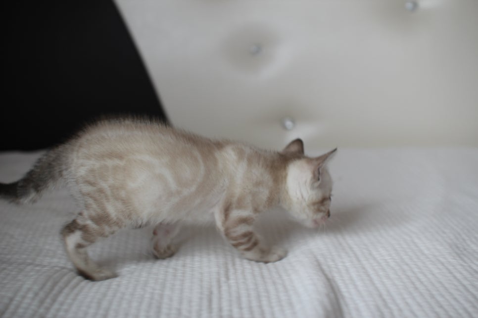 뱅갈고양이분양 고민하지 마세요! 관련 이미지 3