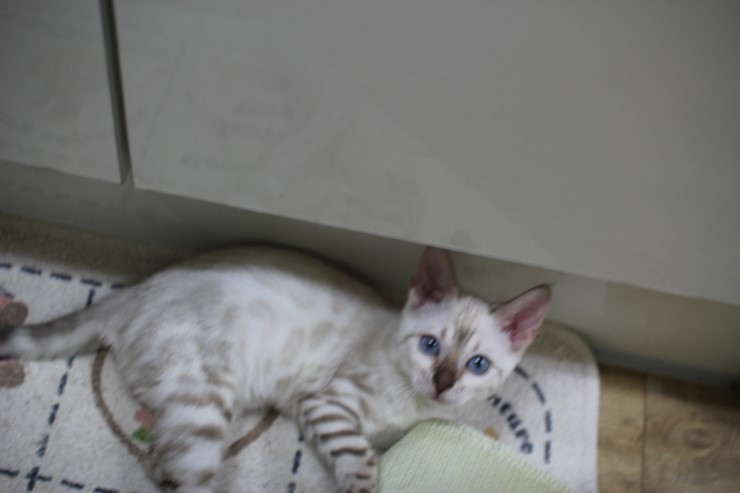 뱅갈고양이,뱅갈고양이 분양,보름달 보고 가세요 ㅎㅎㅎ 관련 이미지 2