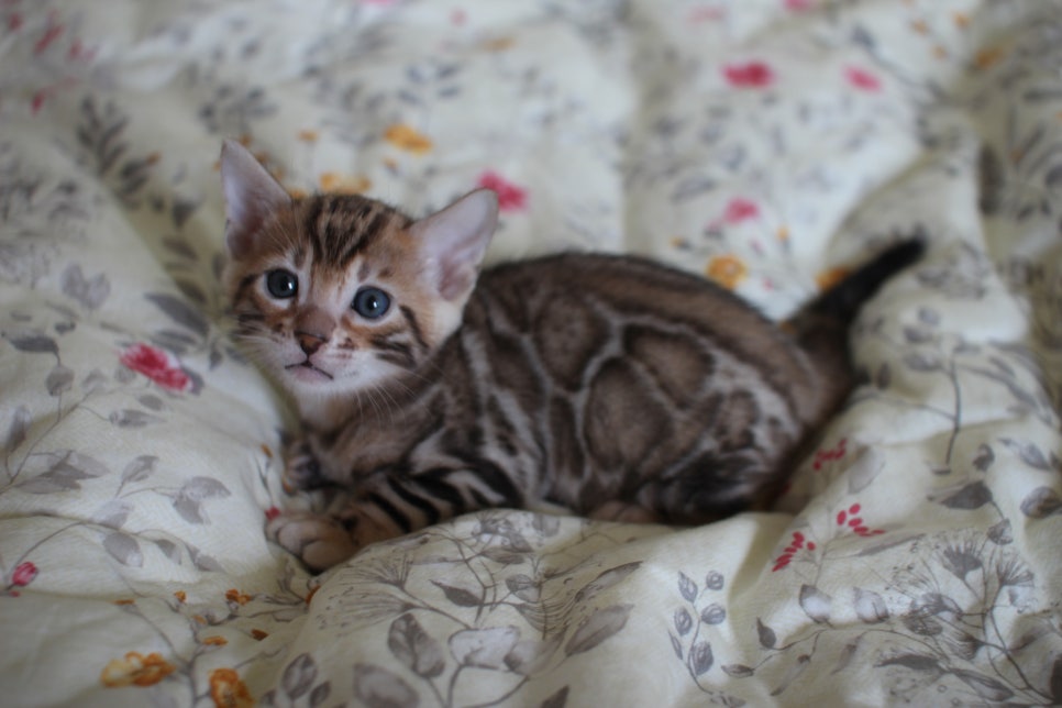 빅로젯이 이쁜 브라운 뱅갈고양이 남아 분양해요~ 관련 이미지 1