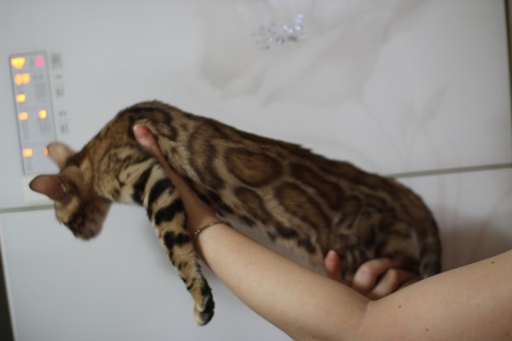 브라운 뱅갈고양이 키퍼여아 세라 관련 이미지 1