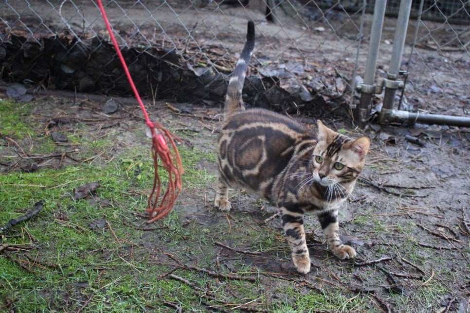 캐나다 야생 브라운 뱅갈고양이 ㅎㅎ~ 관련 이미지 2